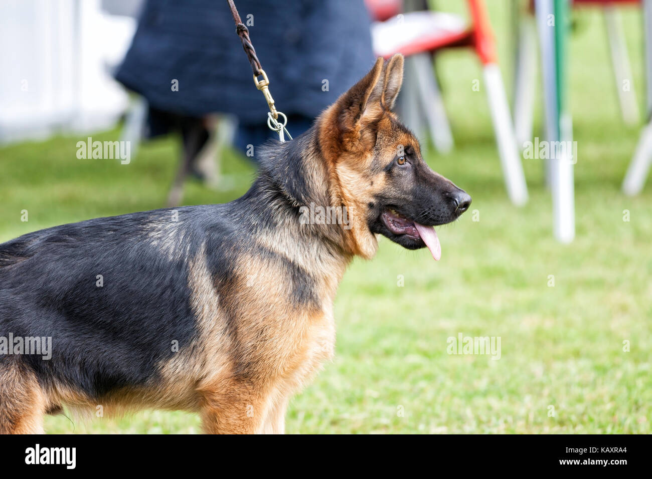 Adiestramiento de perros pastor alemán. Foto de stock