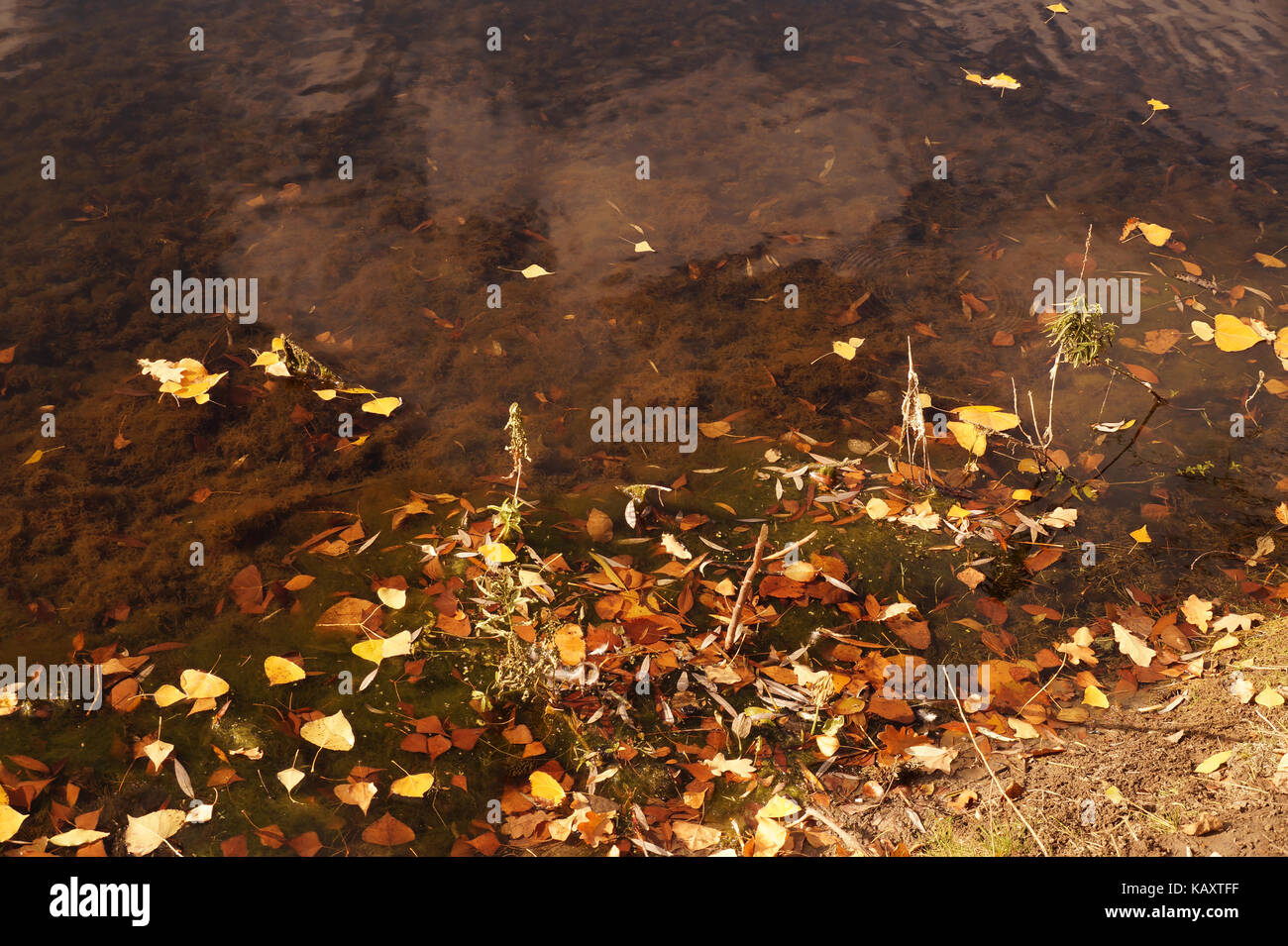 Etude de otoño con el caído abajo hojas amarillas sobre una superficie lisa de agua Foto de stock