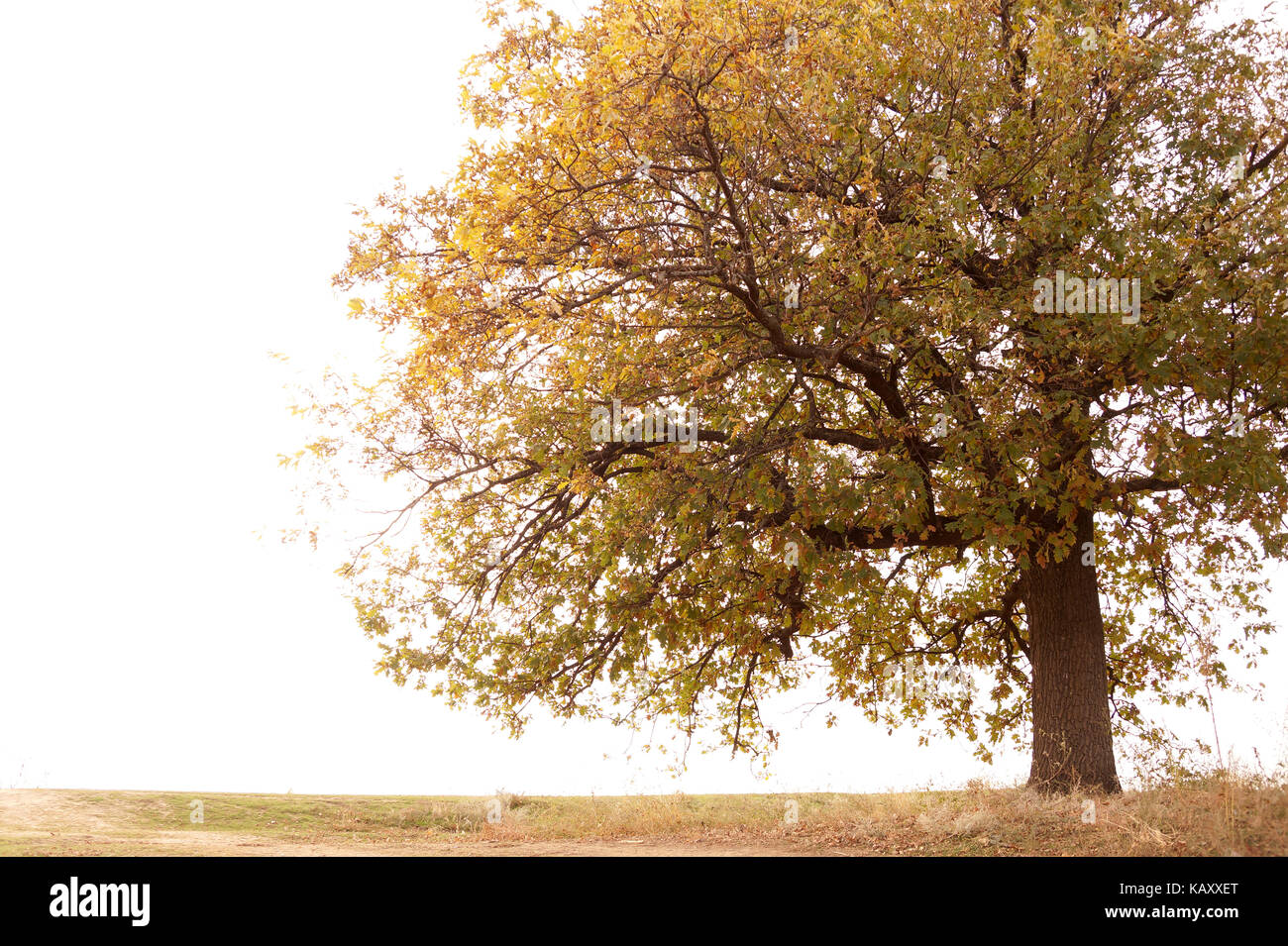 Gran árbol de otoño contra el Cielo transparente Foto de stock