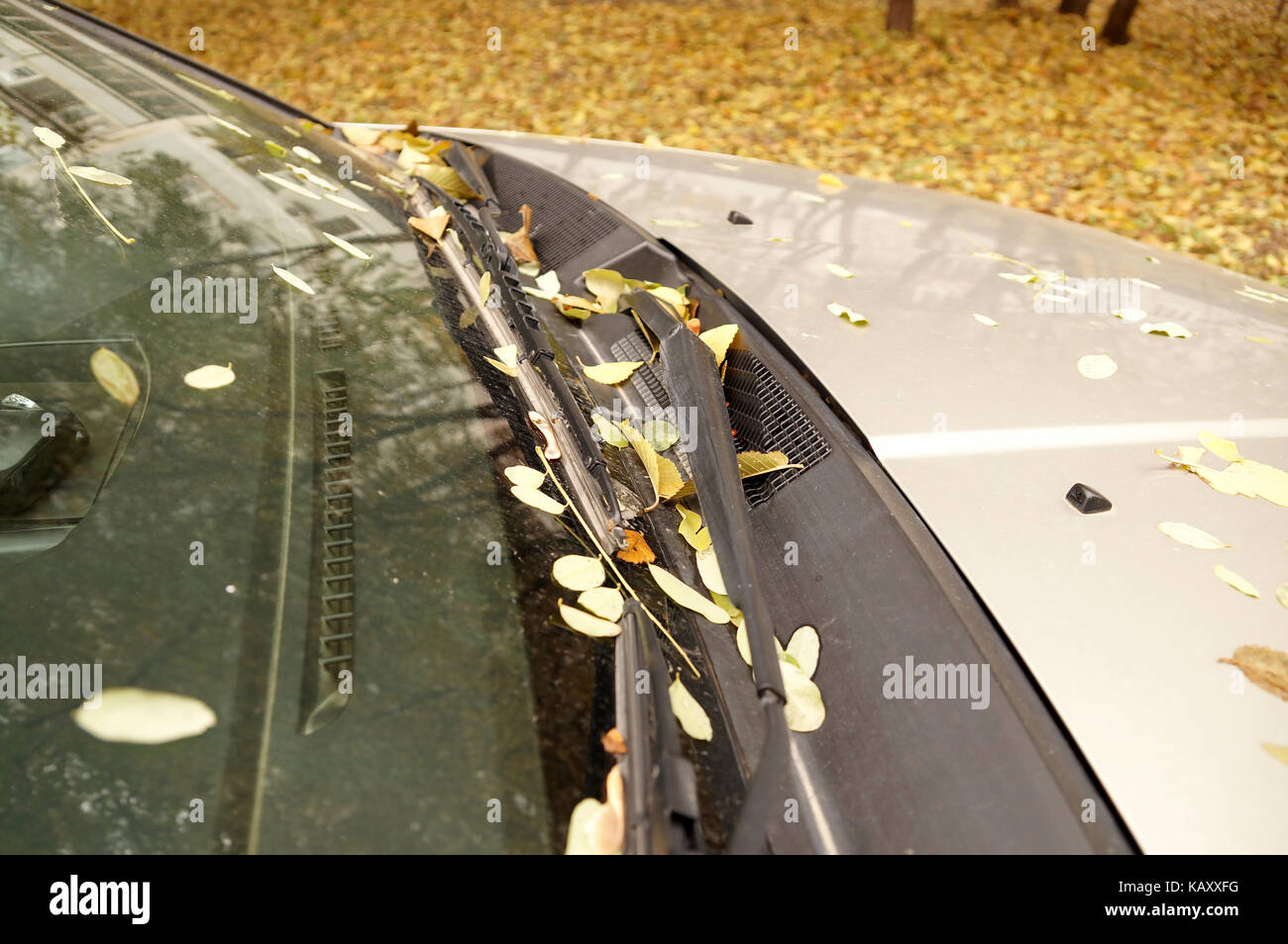 Otoño hojas amarillas en un coche parabrisas Foto de stock