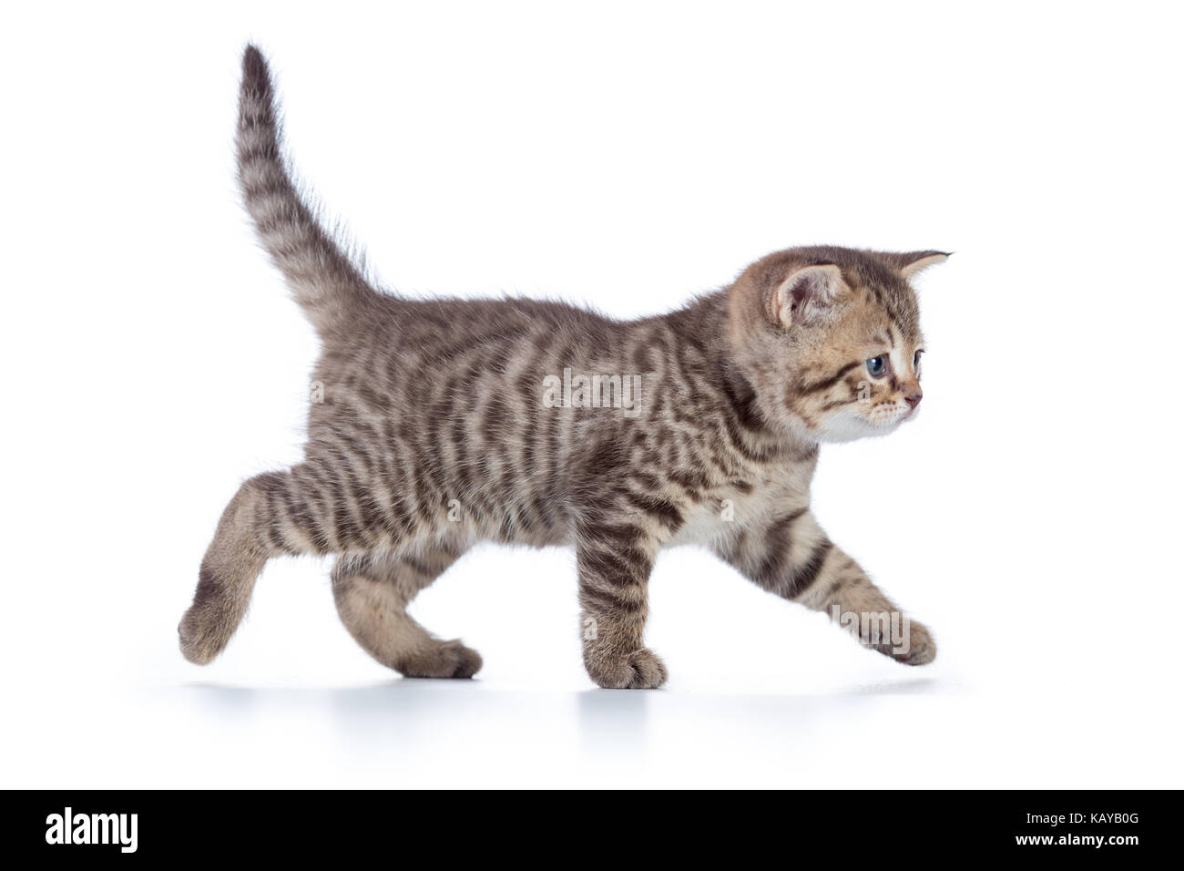 Gato Gris Gatito Caminando Graciosamente A Lo Largo De Fondo Blanco Fotografia De Stock Alamy