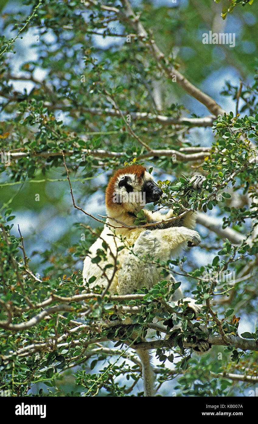 Sifaka de Verreaux o sifaka blanco, Propithecus verreauxi, animal adulto, árbol, Madagascar, Foto de stock