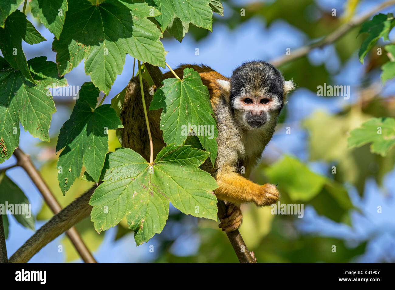 Black-capped mono ardilla / peruano de mono ardilla (Saimiri boliviensis peruviensis) forrajeando en árbol, nativa de América del Sur Foto de stock