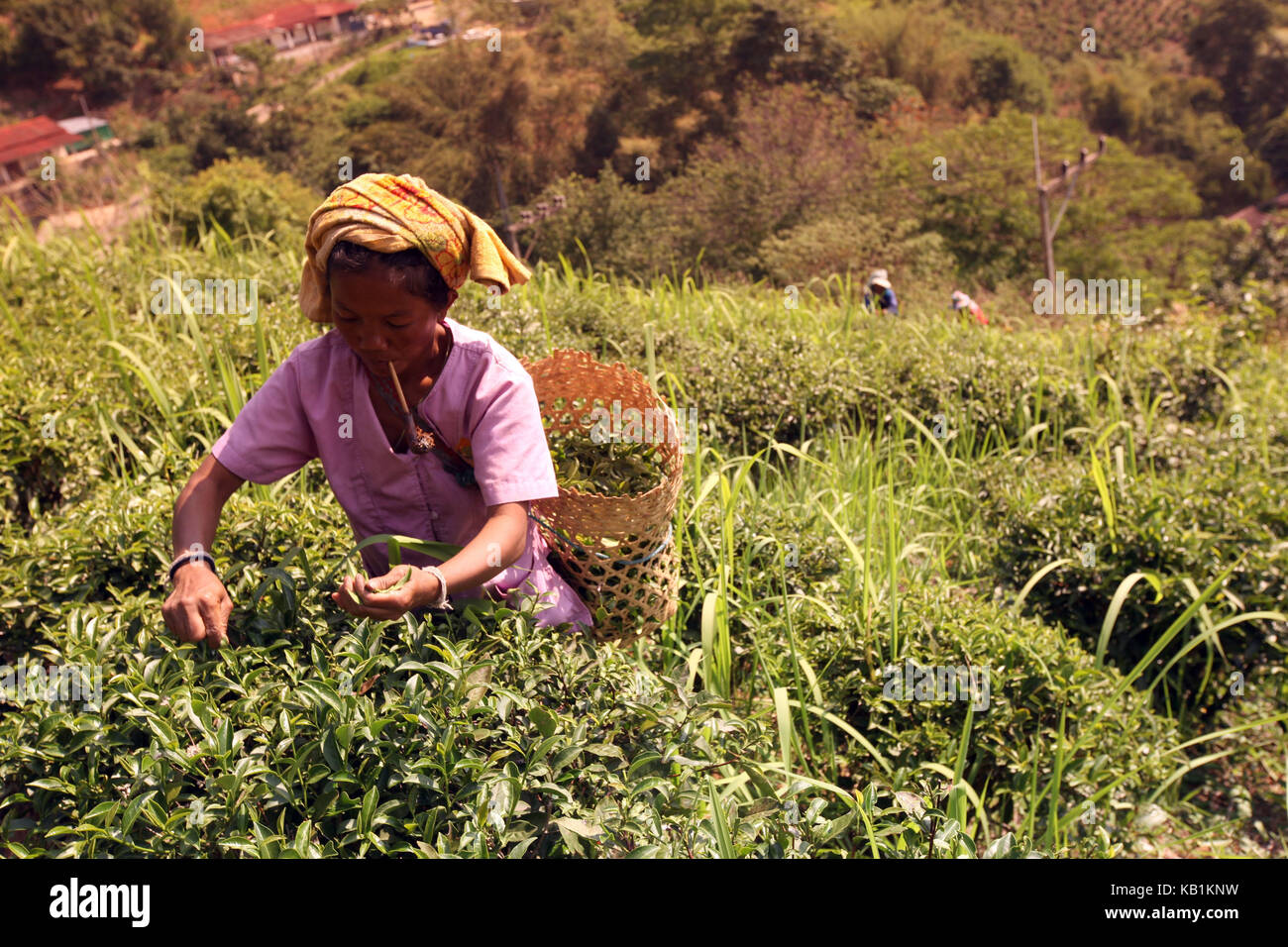 En Asia, el sudeste de Asia, Tailandia, Chiang Rai Mae Salong, región, plantaciones de té, Foto de stock