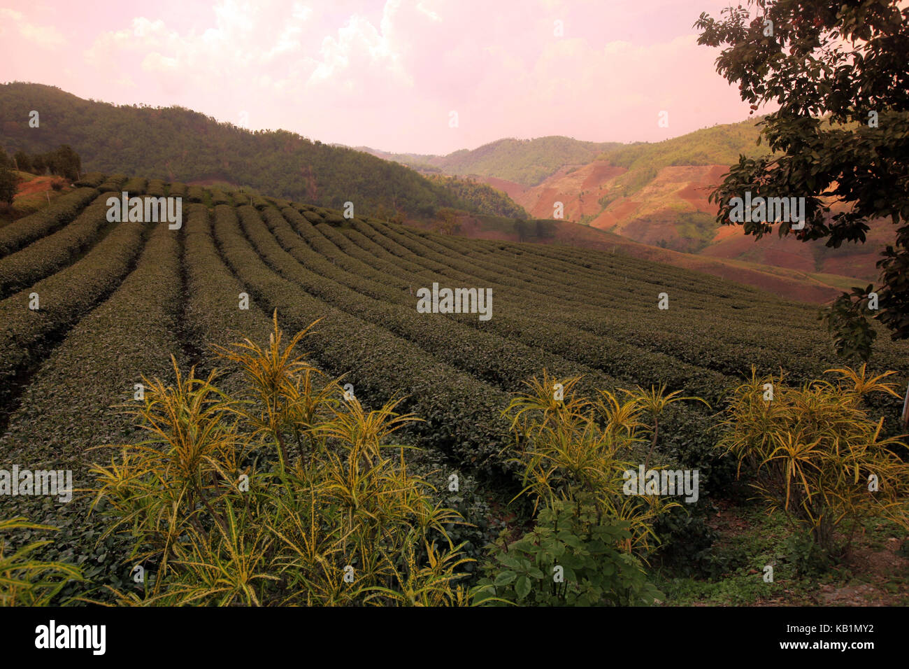 En Asia, el sudeste de Asia, Tailandia, Chiang Rai Mae Salong, región, plantaciones de té, Foto de stock