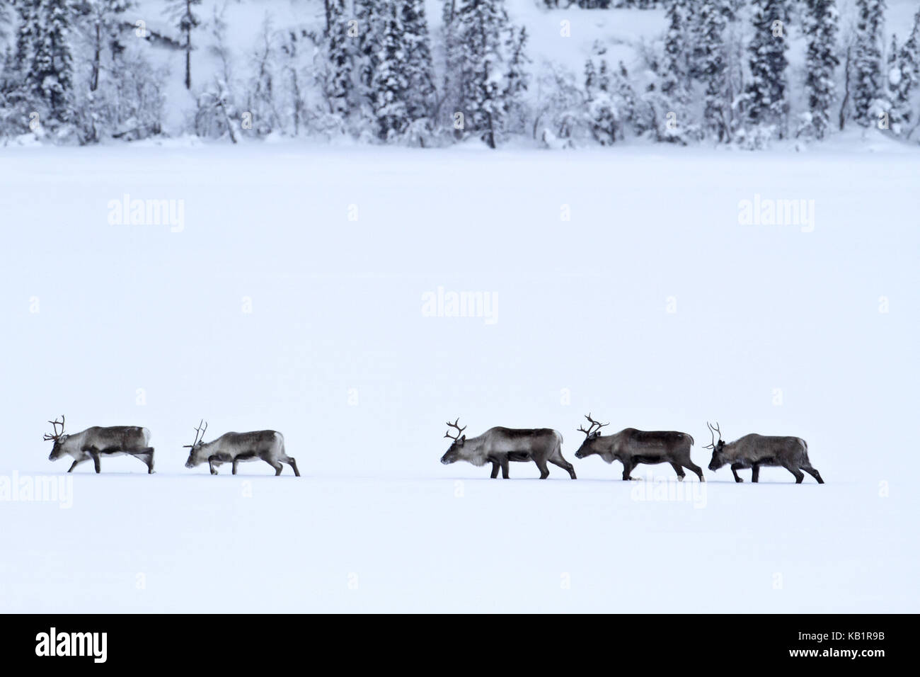 Suecia, Laponia, Laponia, renos, rangifer tarandus, Foto de stock