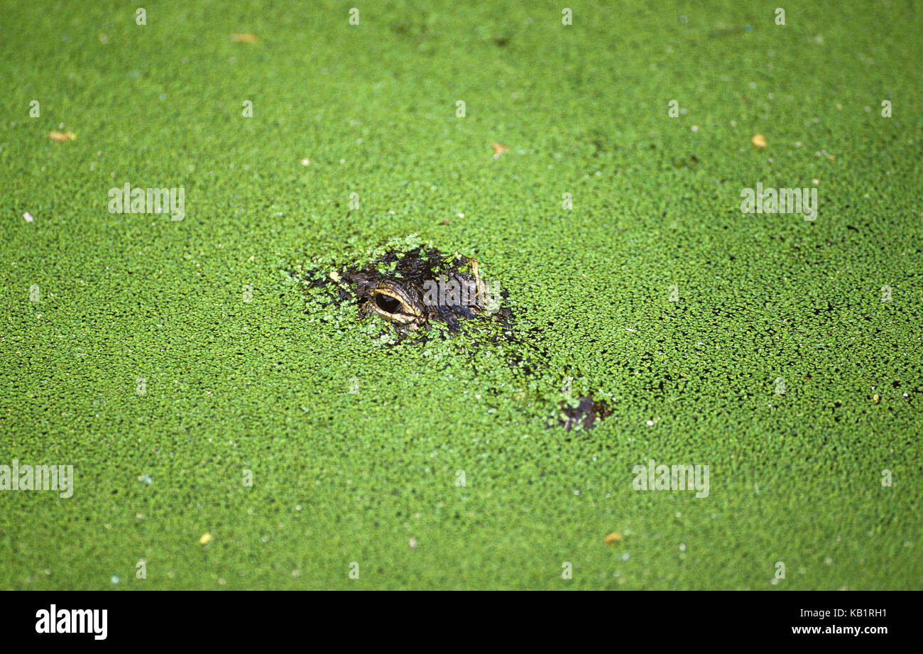 American alligator alligator mississippiensis, aguas, lentejas de agua, Foto de stock
