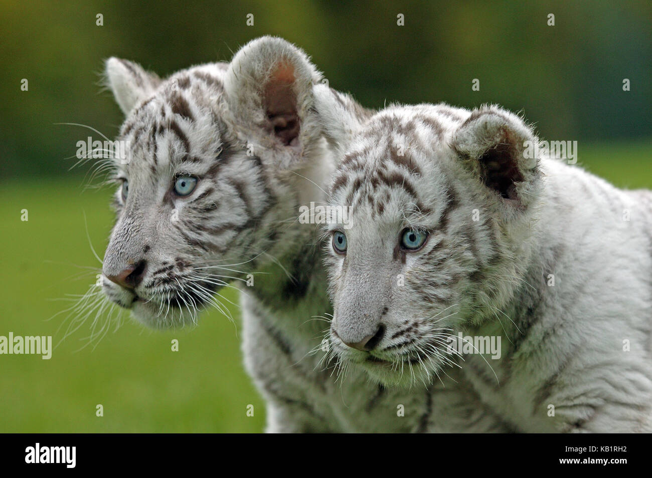 Los tigres blancos, Panthera tigris, dos animales jóvenes fuera, retrato, Foto de stock