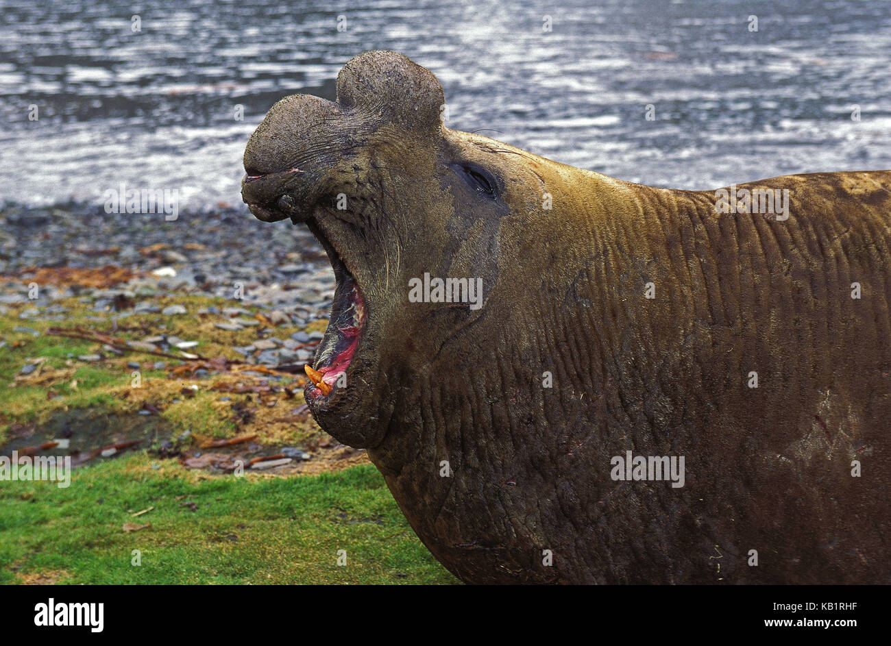 Elefantes marinos del sur, Mirounga leonina, poco hombres, playa, mentira, ROAR, Antártida, Foto de stock