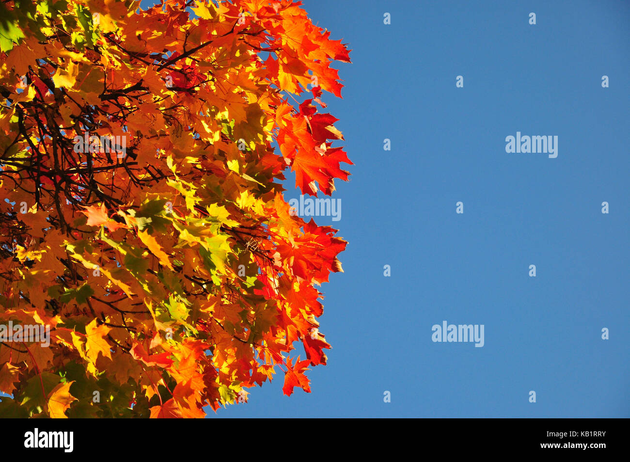Otoño, árbol de arce, las hojas, el color de las hojas, Foto de stock