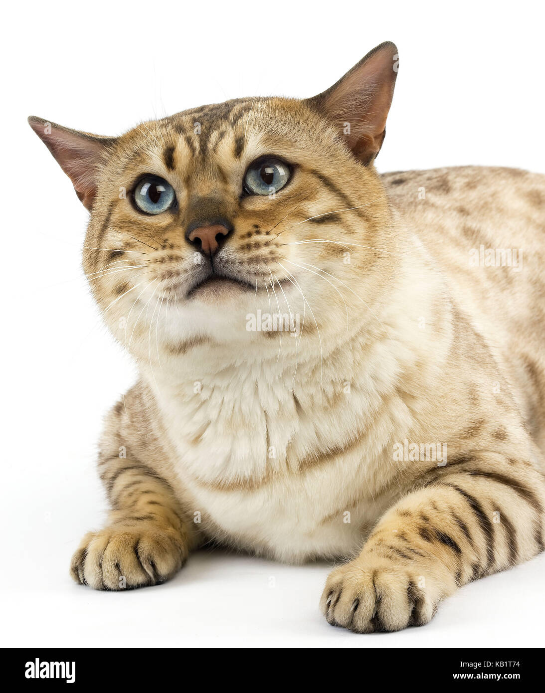 Seal Mink Bengala gato con los ojos azules, fondo blanco, mintiendo, Foto de estudio, Foto de stock
