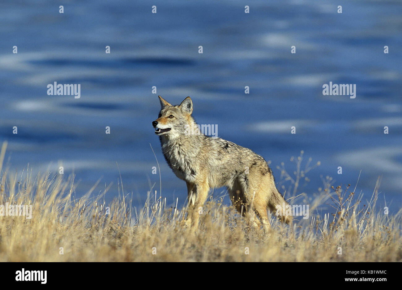 Prairie Lobo, canis latrans, Montana, EE.UU., Foto de stock