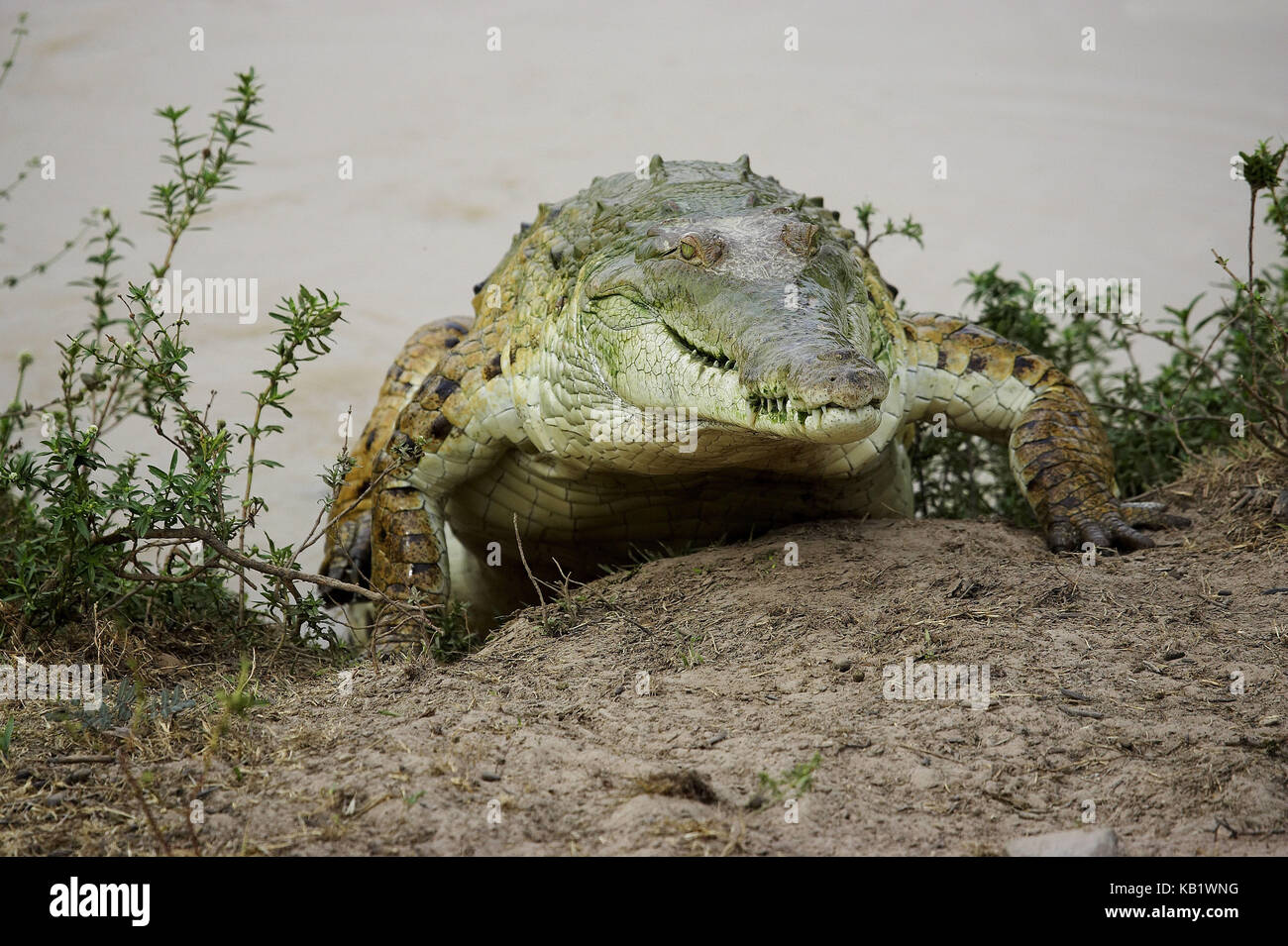 El cocodrilo del Orinoco, Crocodylus intermedius, Riverside, los lianos, venezuela Foto de stock