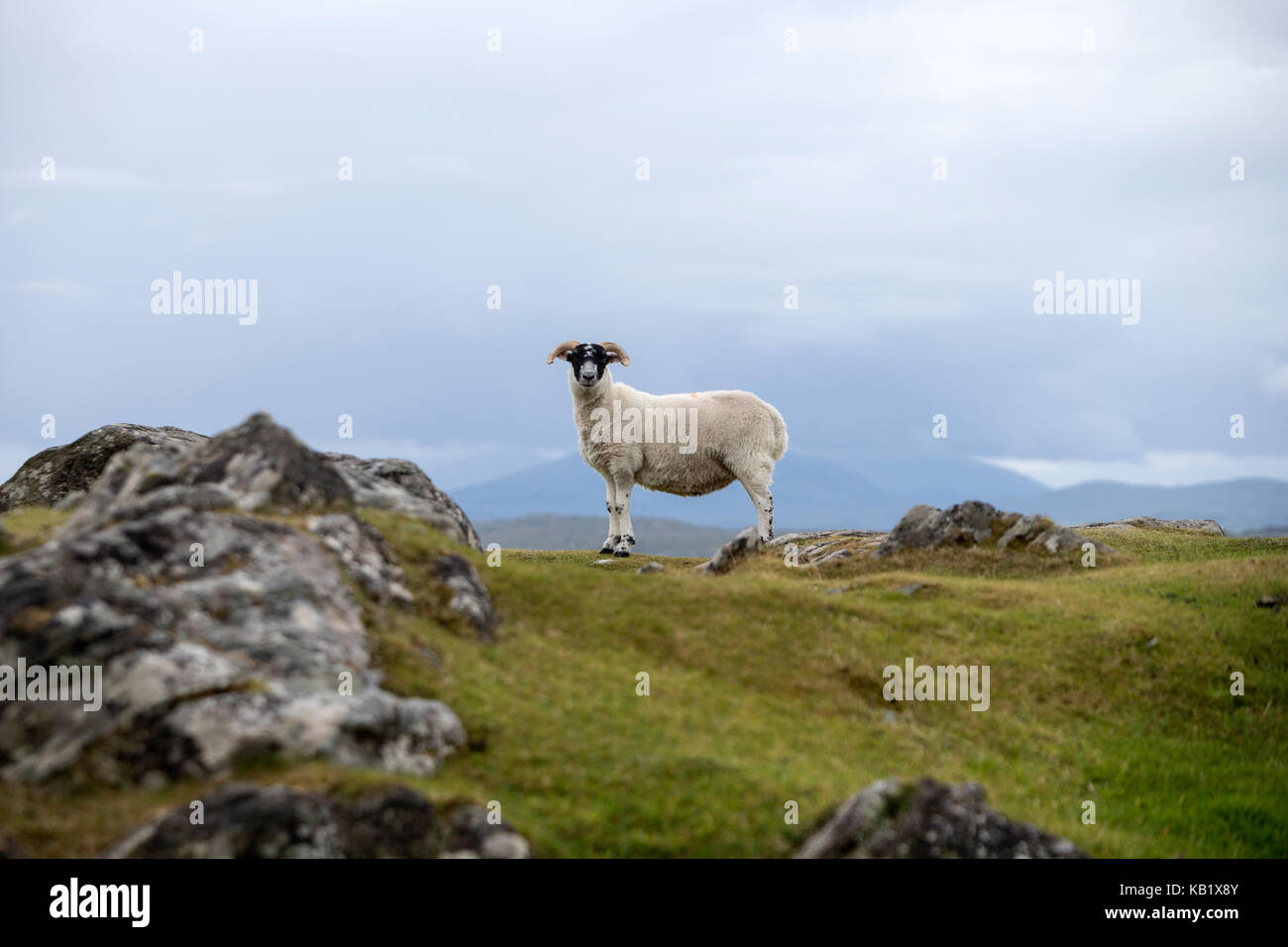 Ovejas en la isla de Lewis y Harris, Hébridas Exteriores, Escocia. Foto de stock