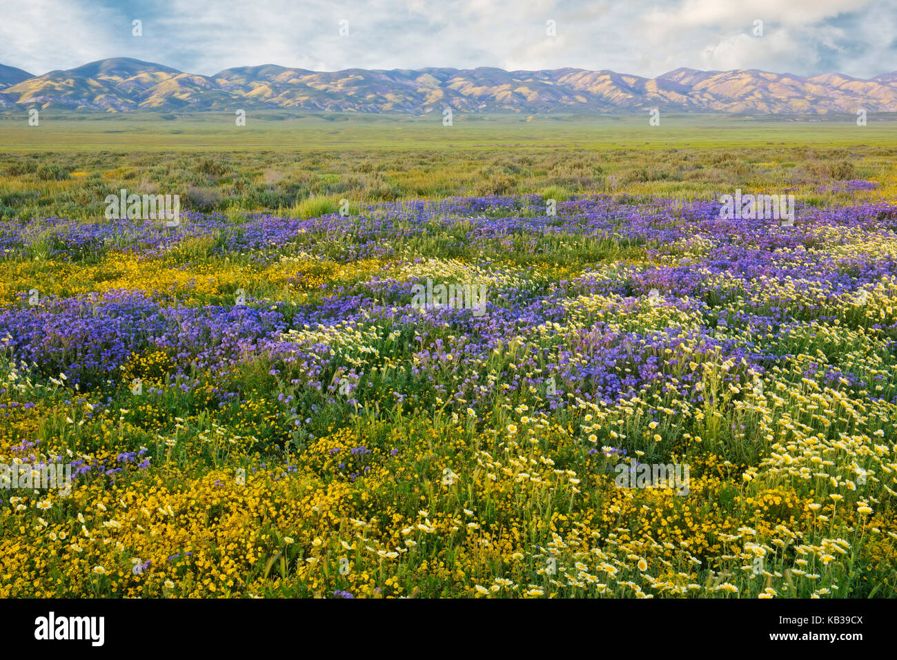 Super spring bloom alfombra de flores silvestres de la Cuenca del Lago de soda y rango de temblor en California Carrizo Plain Monumento Nacional. Foto de stock
