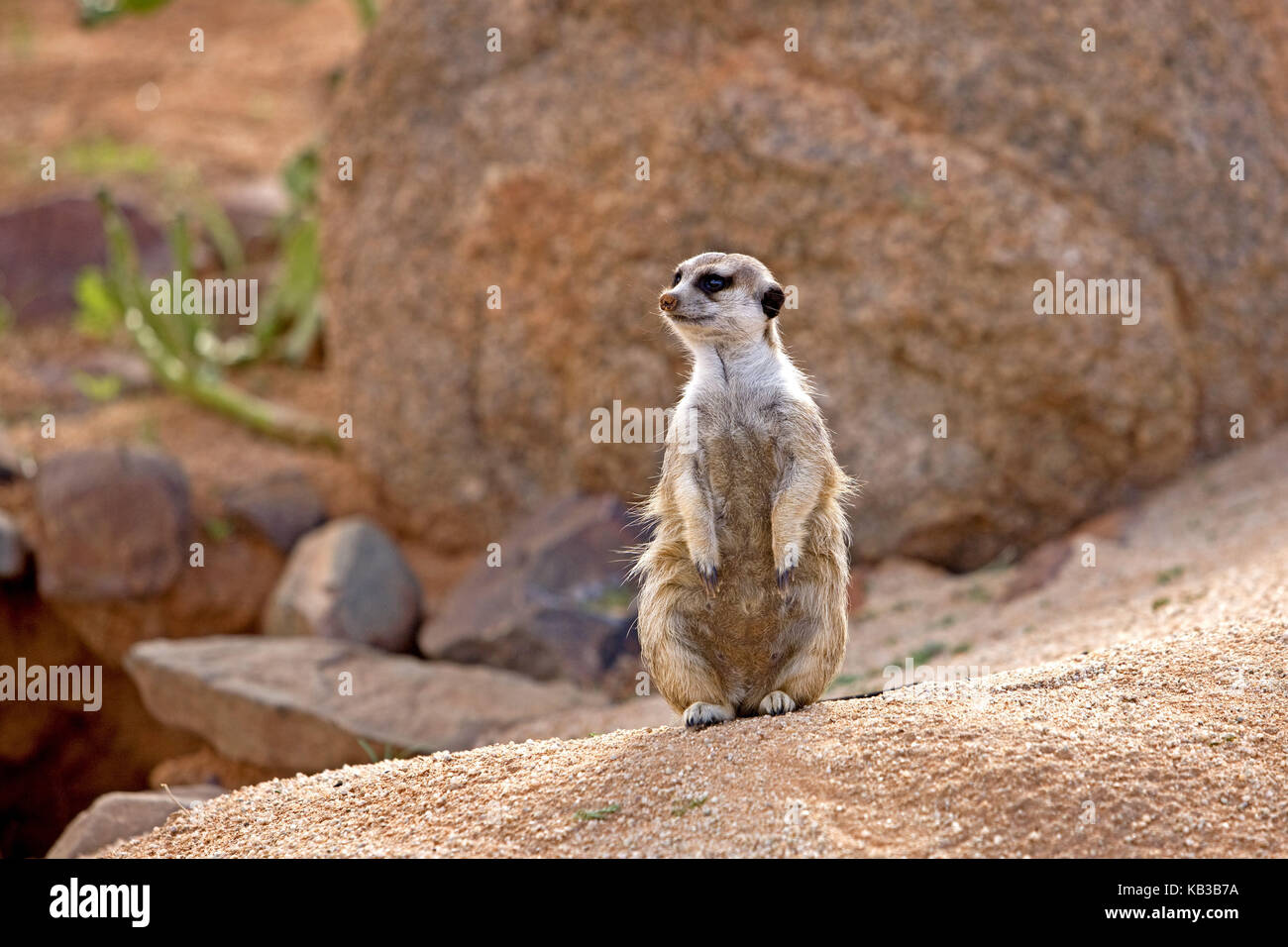 Tierra, suricata suricatta macho, animal adulto se asienta sobre roca, Namibia, Foto de stock