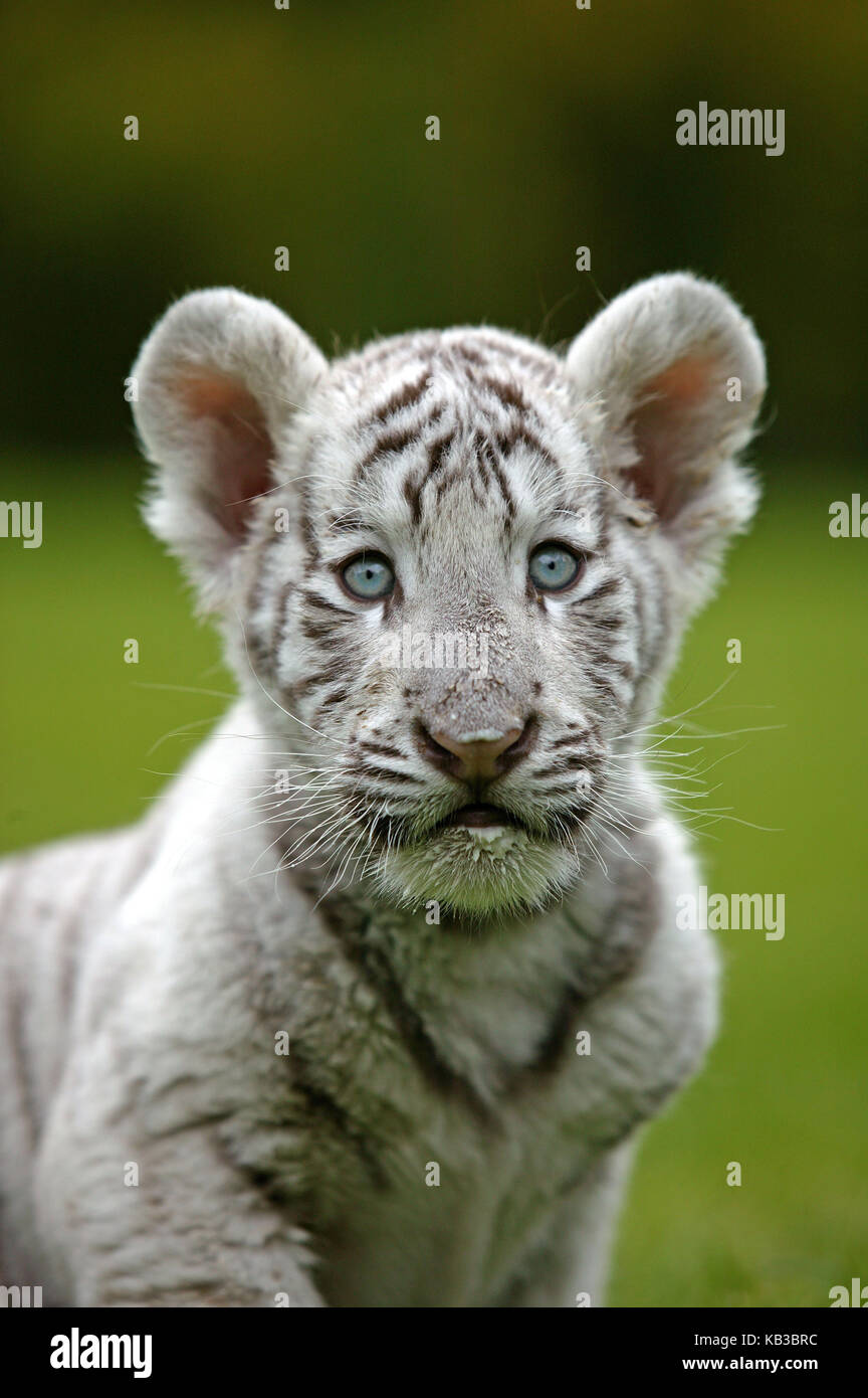 Tigre Blanco, Panthera tigris, el animal joven, retrato, Foto de stock