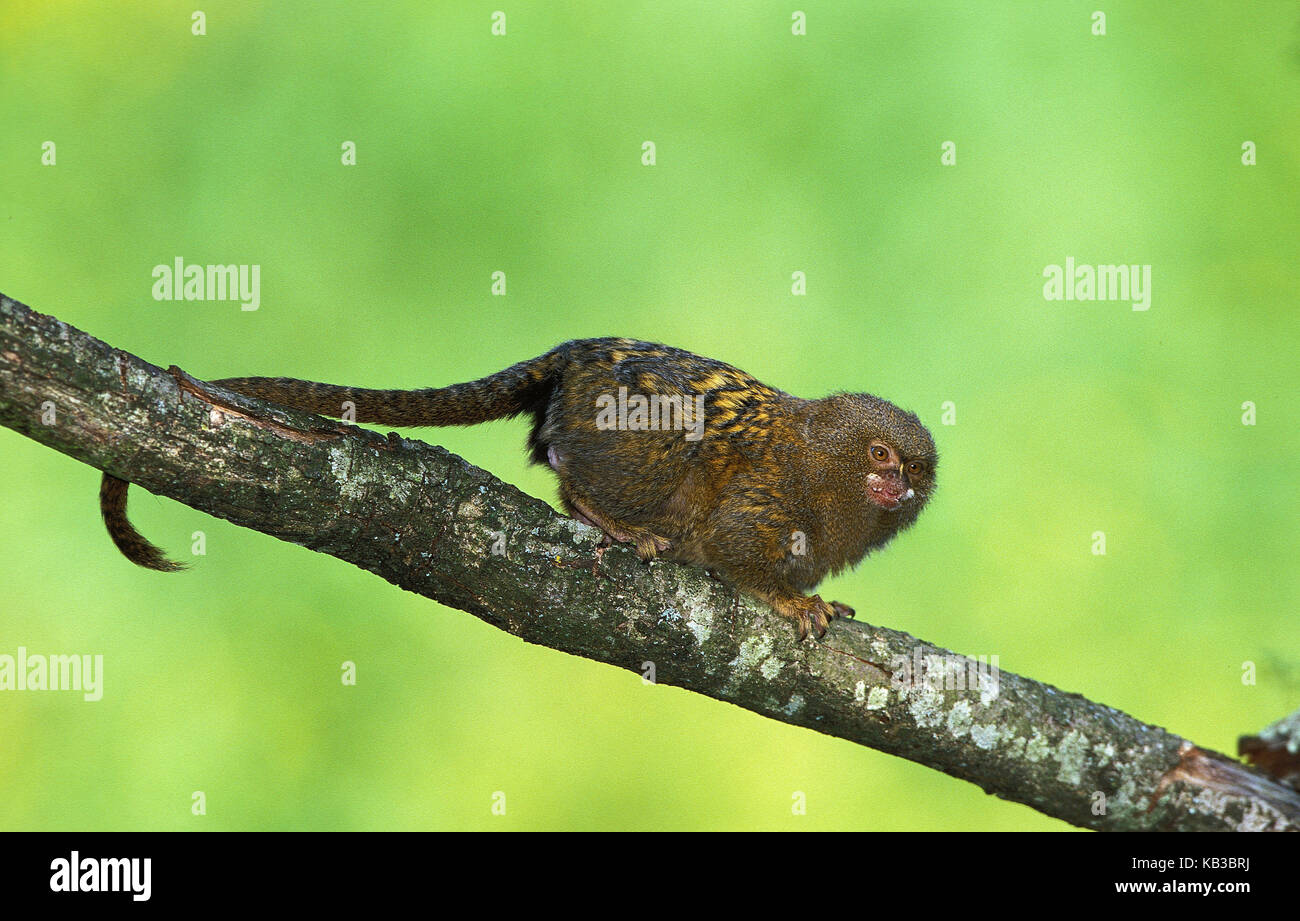 Marmosets de enano, Callithrix pygmaea, animal adulto en rama, Foto de stock