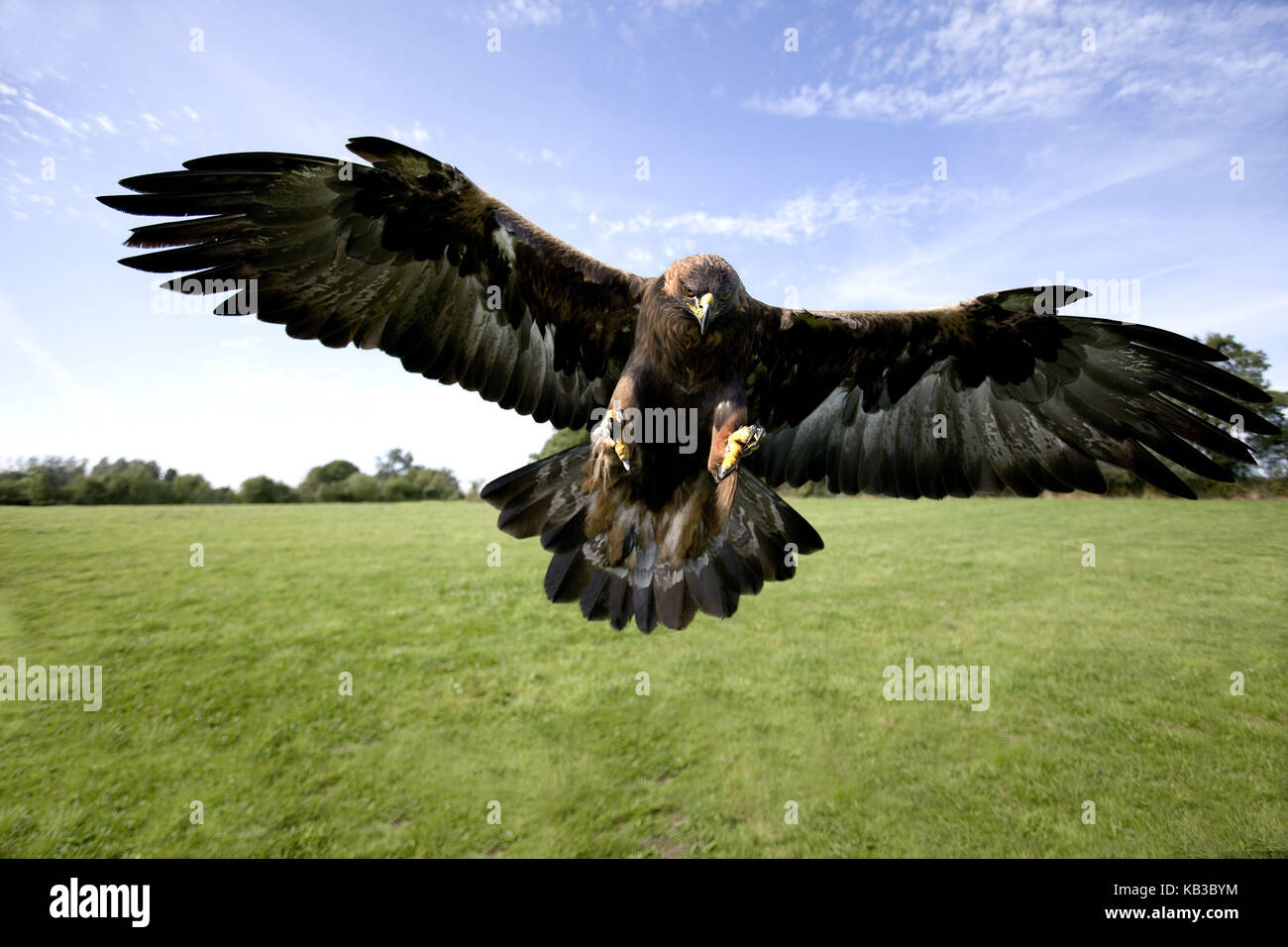 Águila de piedra, Aquila chrysaetos, animal adulto en el vuelo, Foto de stock