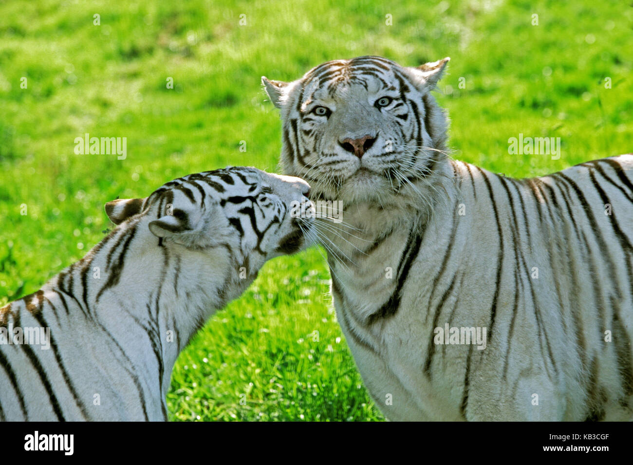 Los tigres blancos, Panthera tigris, medio más cerca Foto de stock