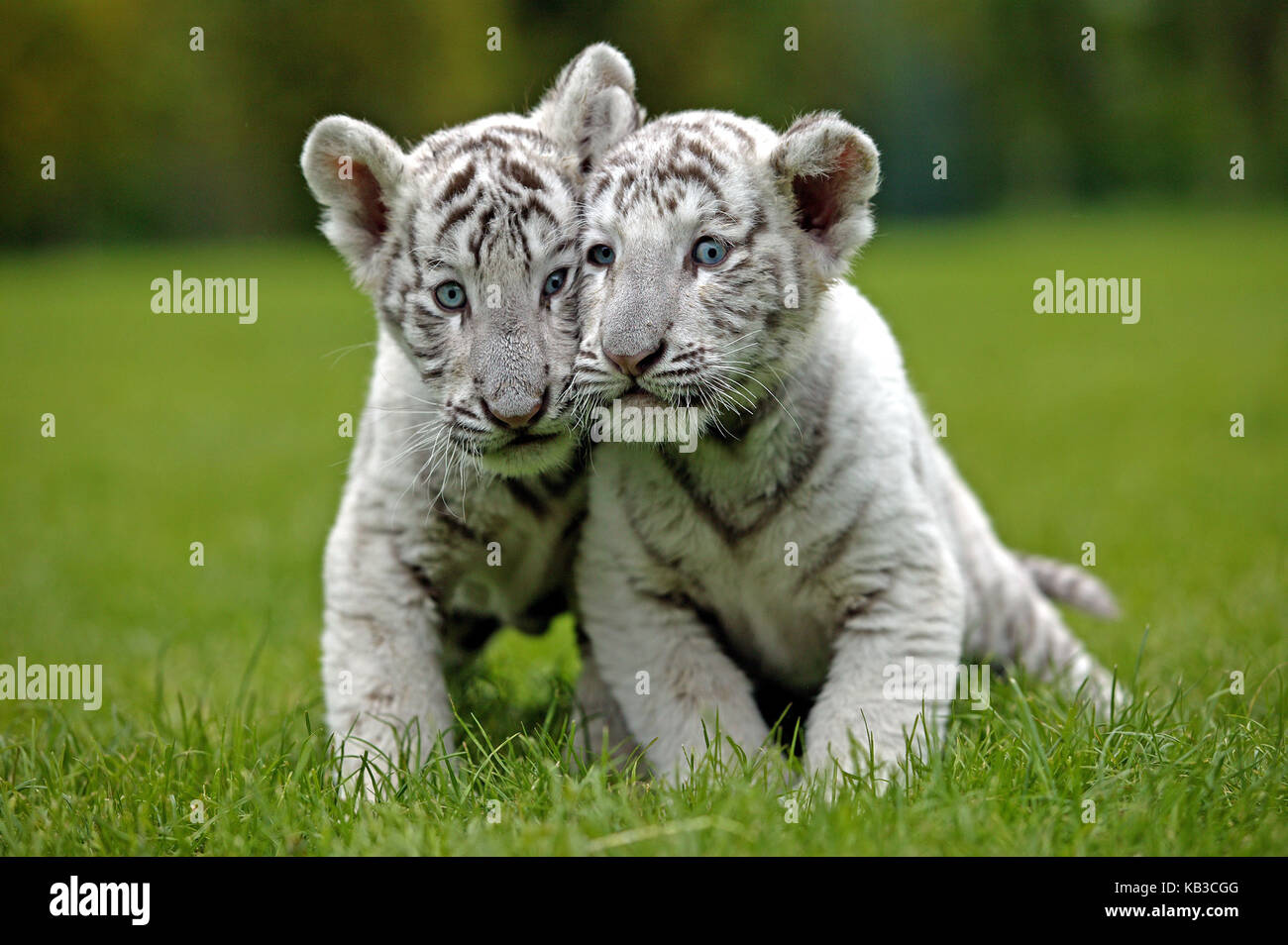 Los tigres blancos, Panthera tigris, dos animales jóvenes, pradera, Foto de stock