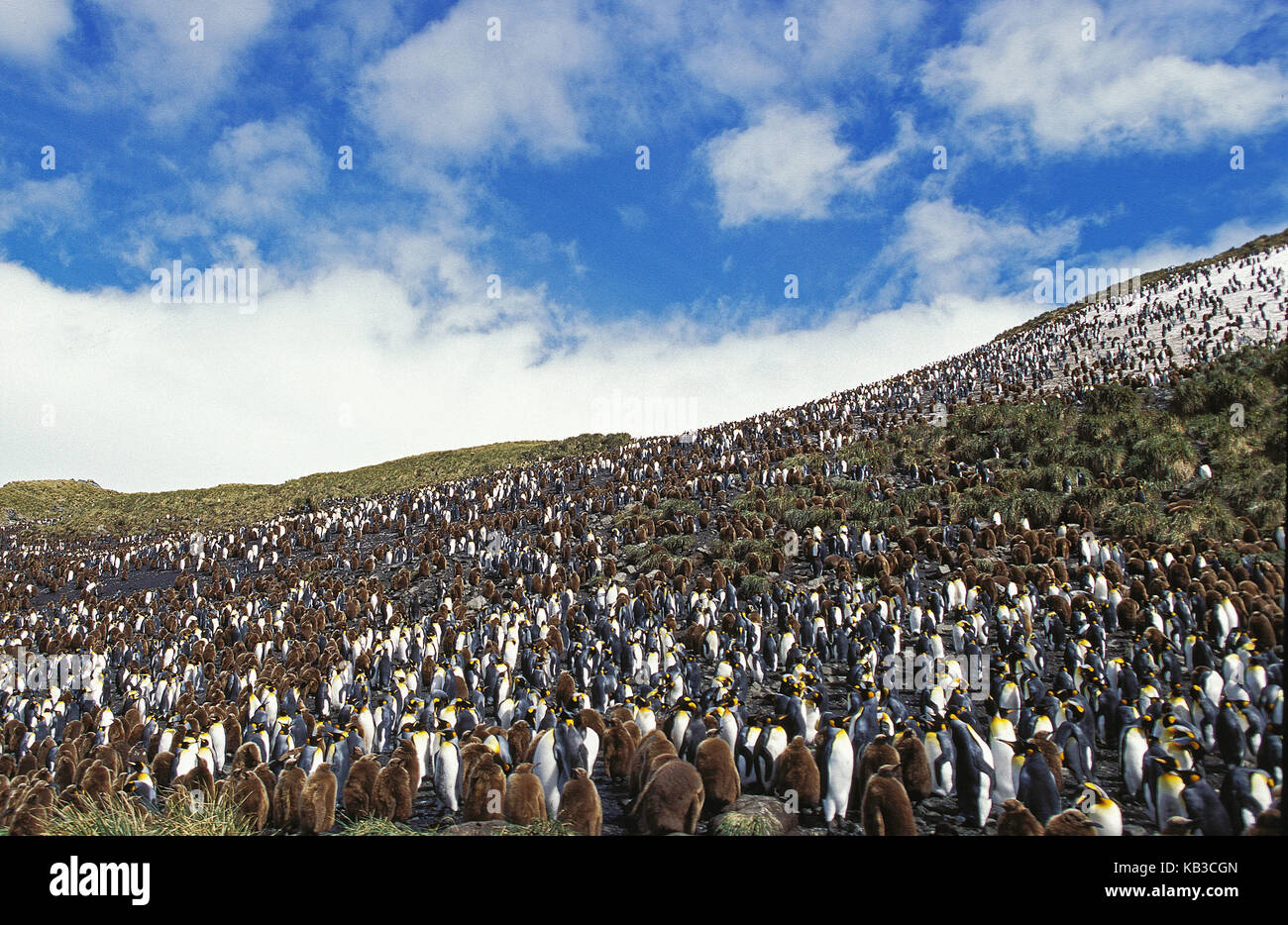 Pingüinos de rey, Aptenodytes patagonica, colonia en Salisbury nivel, Südgeorgien, Foto de stock