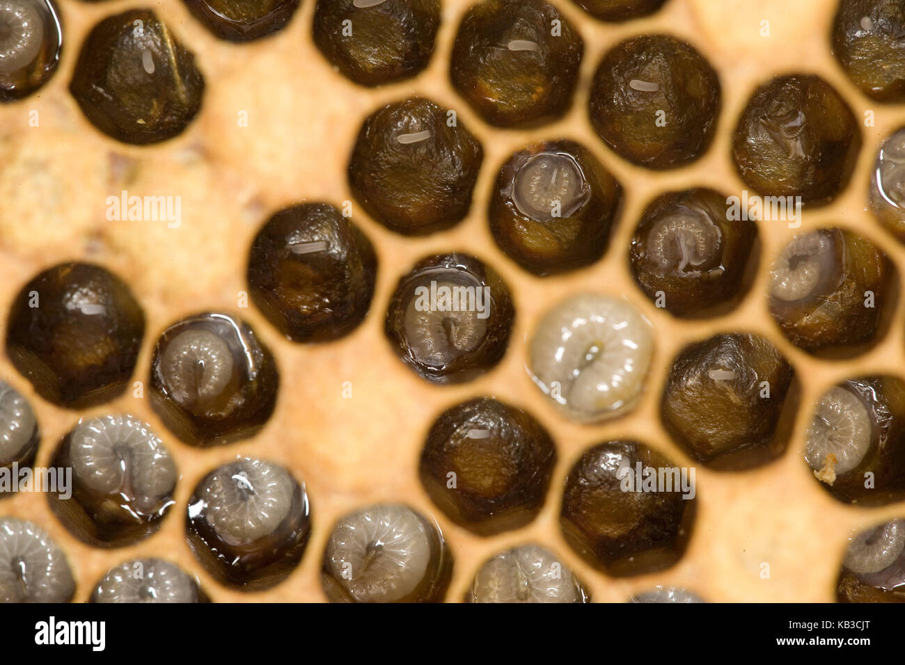 Colmena, abejas, Apis mellifera, larvas en las cámaras de cría, Foto de stock