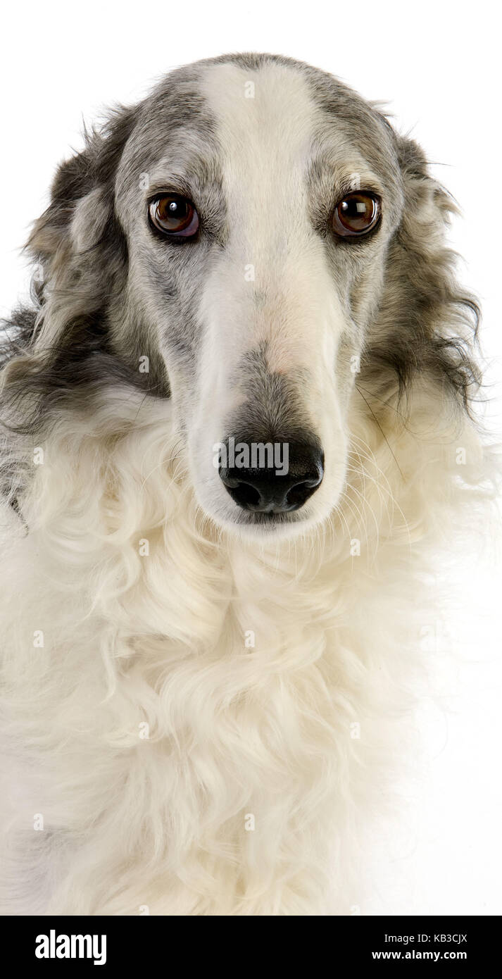 Greyhound, borzoi, retrato, fondo blanco Foto de stock
