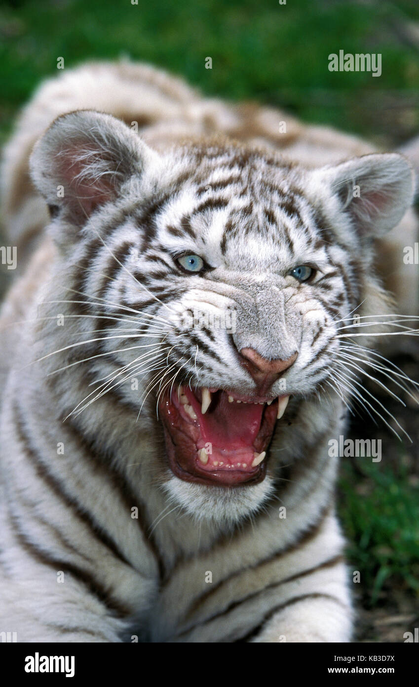 Tigre Blanco, Panthera tigris, el animal joven, hiss, medio más cerca Foto de stock
