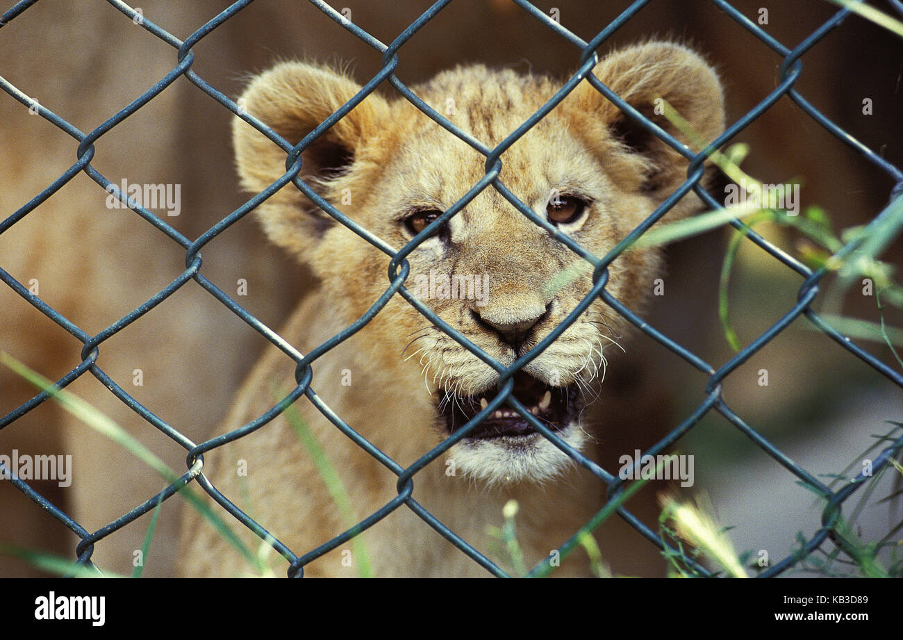 León africano, Panthera leo, animal joven en el recinto, cerca medio, Foto de stock