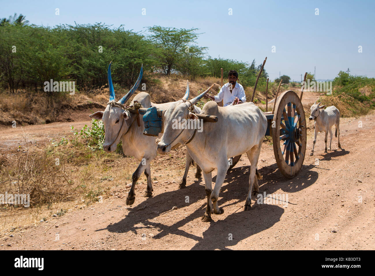 India, Karnataka, agricultor con carros de buey Foto de stock