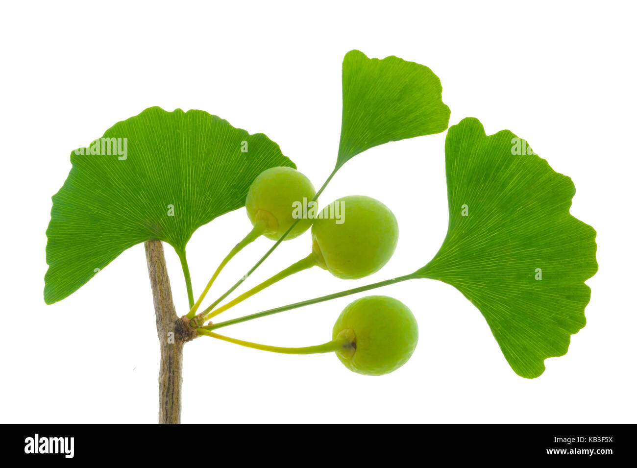 El ginkgo, plantas medicinales, Foto de stock