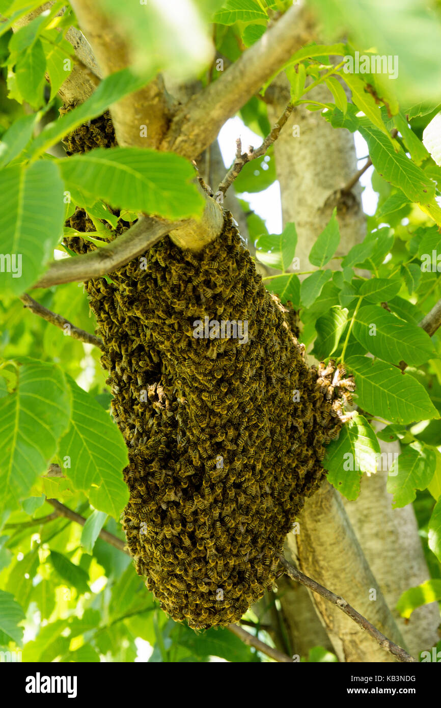 Colmena de abejas en un árbol fotografías e imágenes de alta resolución -  Alamy
