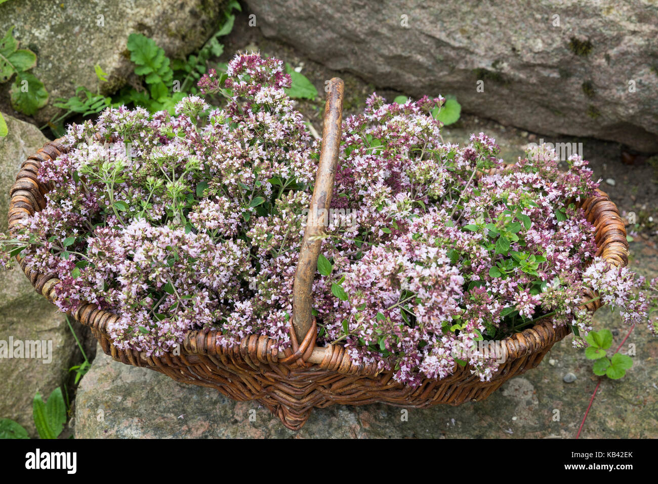 Orégano trocknen, Kräuterernte, Oregano, Wilder Dost, Echter Dost, Gemeiner Dost, Origanum vulgare, Oregano, Oreganum, Wild Marjoram, L'oriegan ou orig Foto de stock