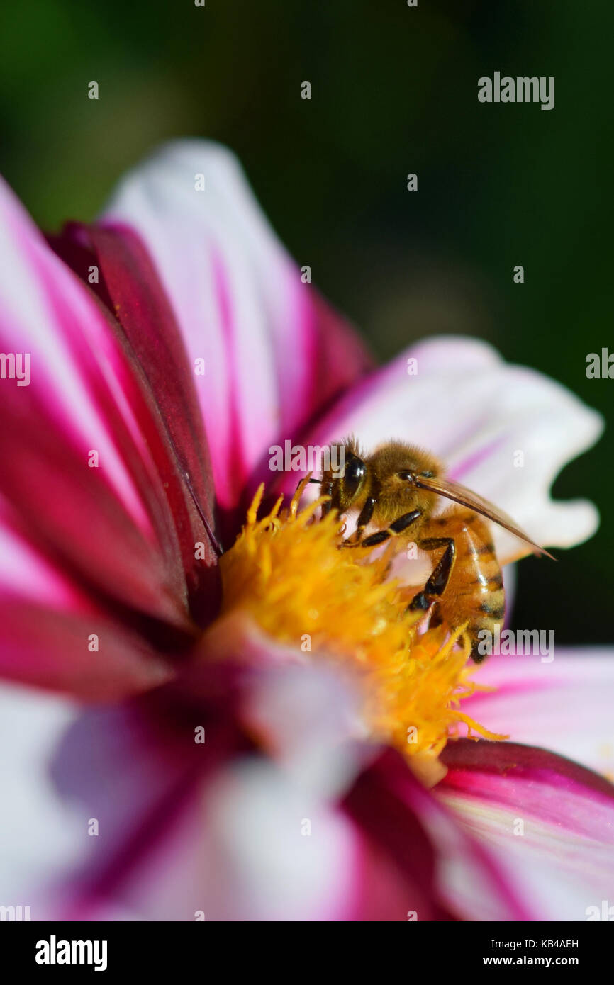 Miel de abejas (Apis mellifera) en blanco rojo dalia. vertical cerca imagen arriba. Foto de stock