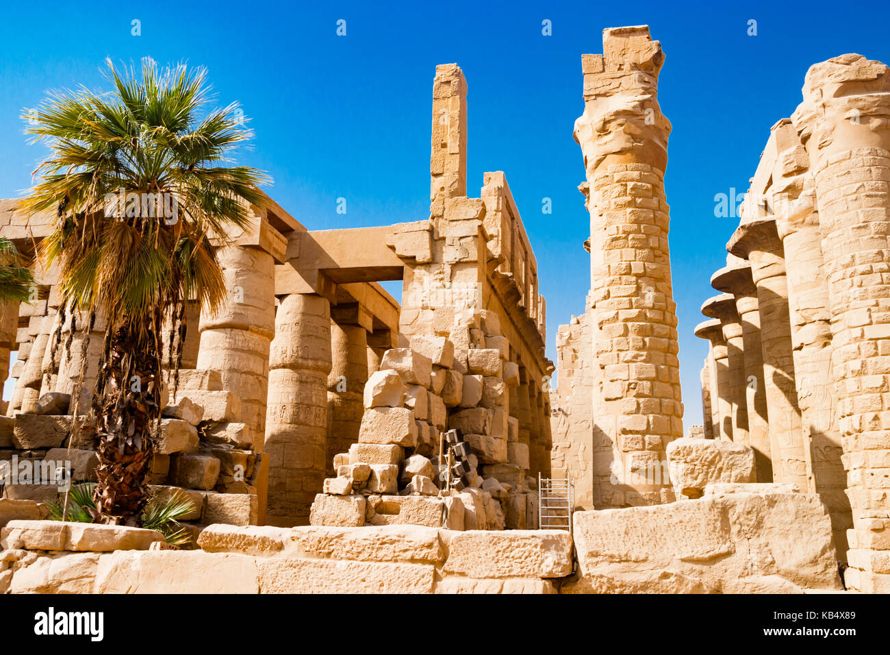 Palmera cerca de columnas egipcias en Luxor, Egipto Foto de stock