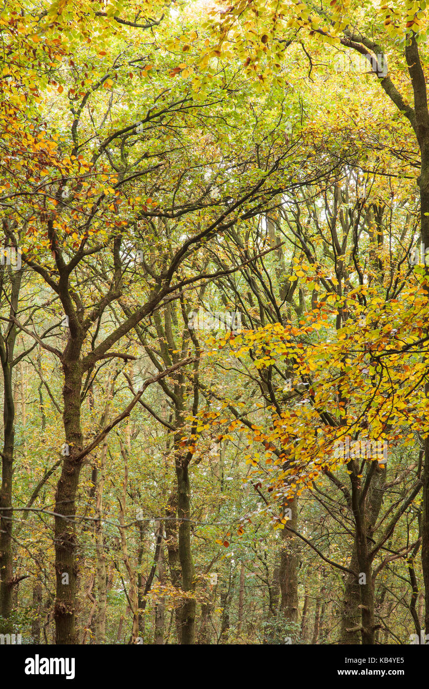 Bosque de hayas de roble fotografías e imágenes de alta resolución Alamy