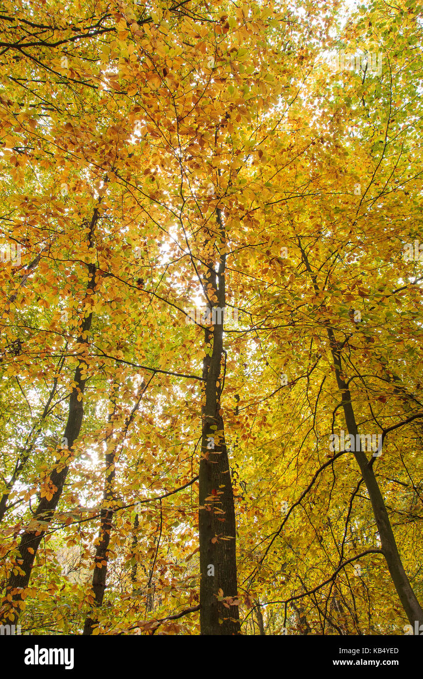 Bosques caducifolios en otoño de color común que contengan haya (Fagus