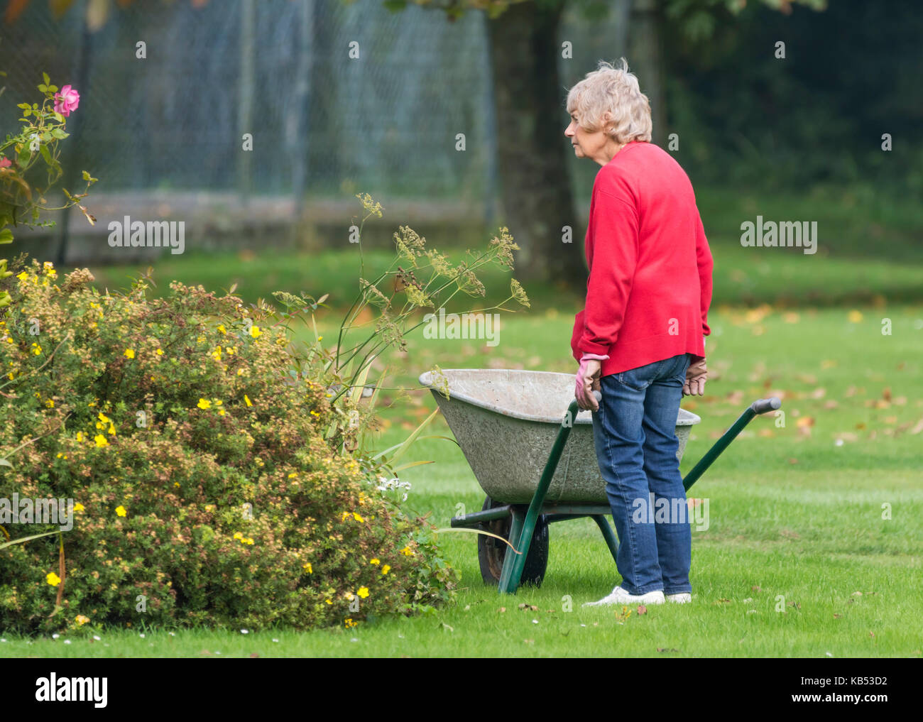 Ancianas jardinero empujando una carretilla. Vieja dama senior de jardinería. Foto de stock