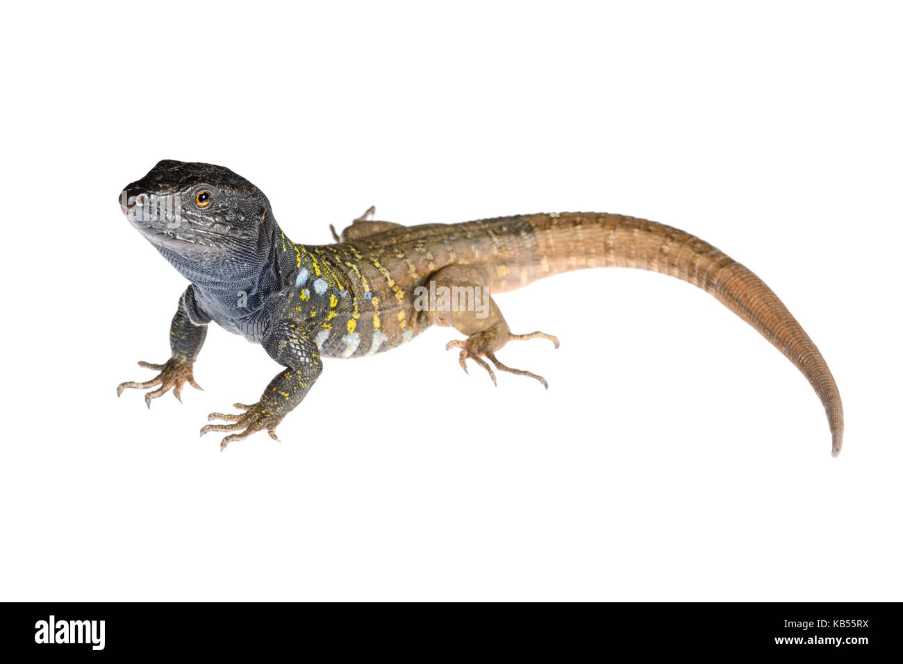 Norte de Tenerife (lagarto Gallotia galloti eisentrauti) macho de pie en blanco, España, Santa Cruz de Tenerife Foto de stock
