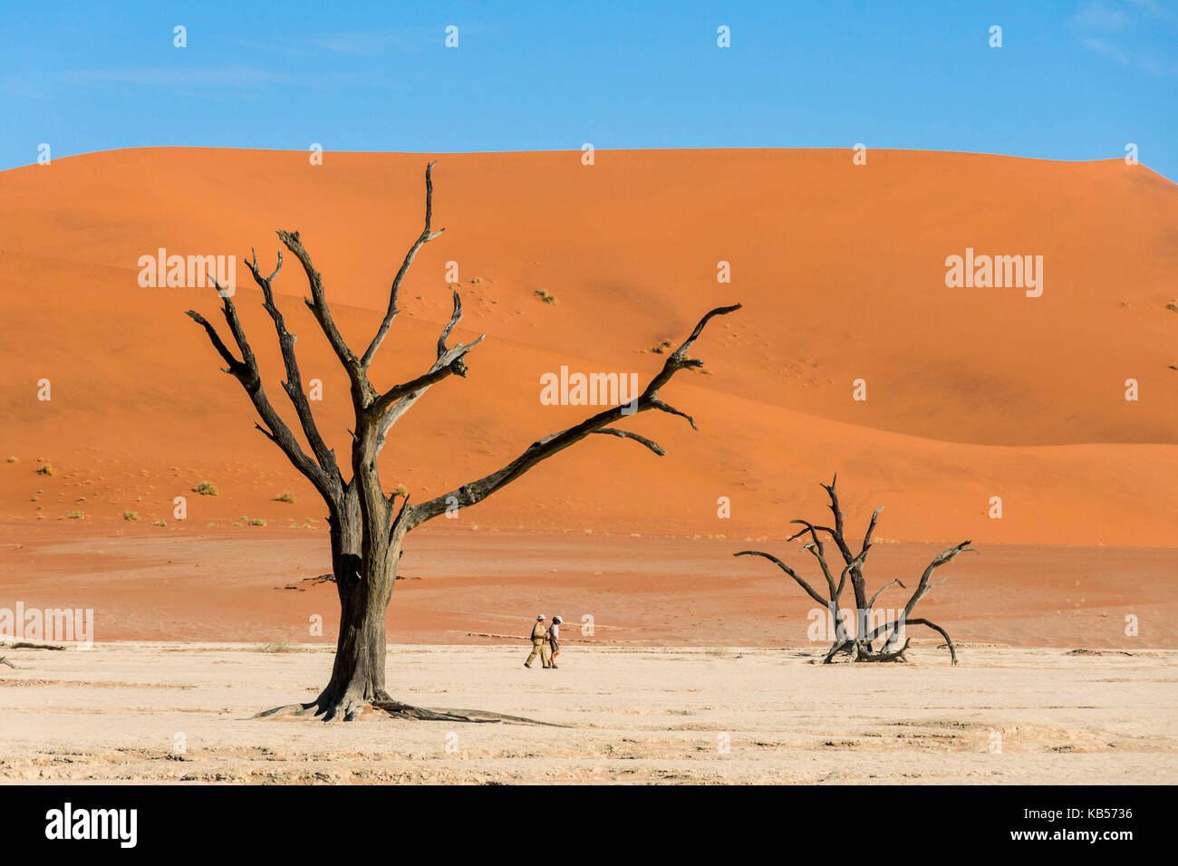 Namibia, hardap, el desierto de Namib, Namib Naukluft, parque nacional de las dunas de sossusvlei, dead vlei Foto de stock