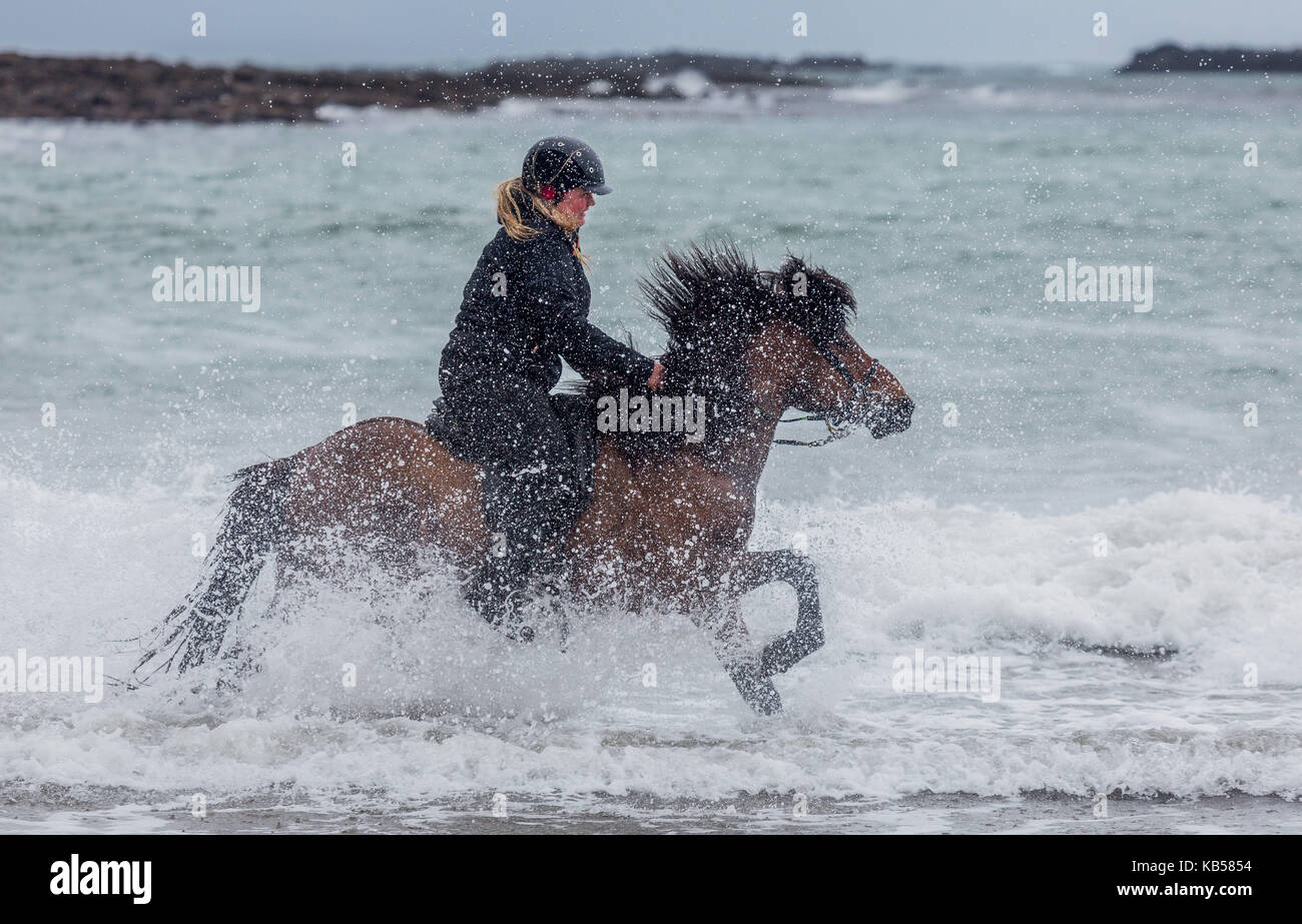 Paseos a caballo en la costa, Islandia Islandia longufjorur caballo y jinete en la playa, la península de Snaefellsnes, Islandia Foto de stock