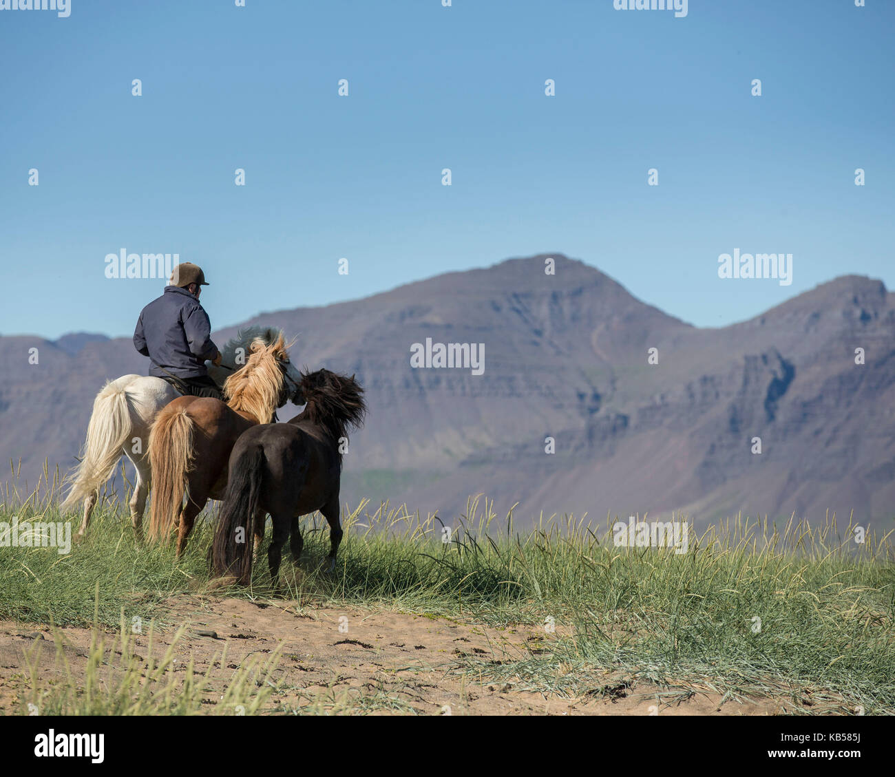 Cabalgatas en la playa longufjordur, península de Snaefellsnes, Islandia Foto de stock