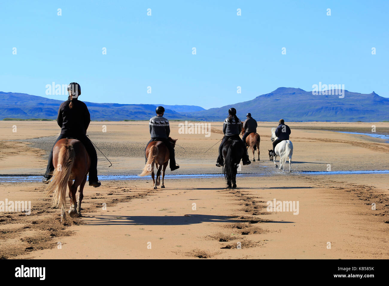 Cabalgatas en la playa longufjordur, península de Snaefellsnes, Islandia Foto de stock
