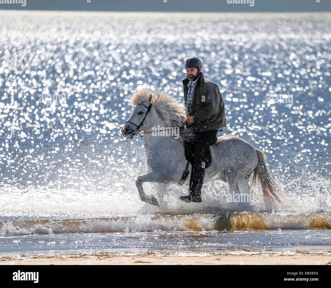 Cabalgatas en la playa longufjordur, península de Snaefellsnes, Islandia Foto de stock
