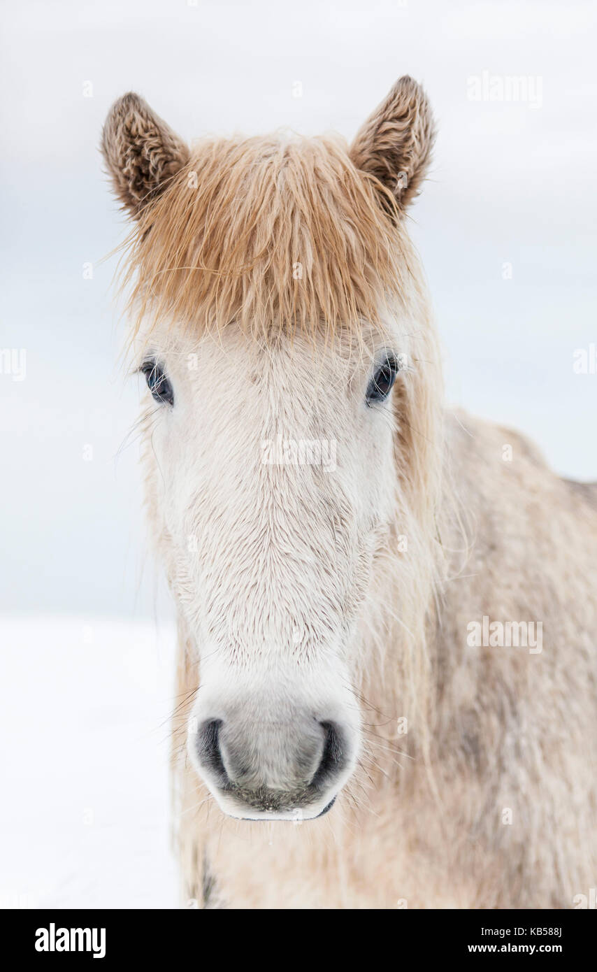 Retrato caballo islandés, Islandia el caballo islandés es una raza desarrollada en Islandia con muchas cualidades únicas. Son de larga vida y resistentes y en su país natal tienen pocas enfermedades; la ley islandesa impide que los caballos sean importados al país y no se permite que los animales exportados regresen. Foto de stock