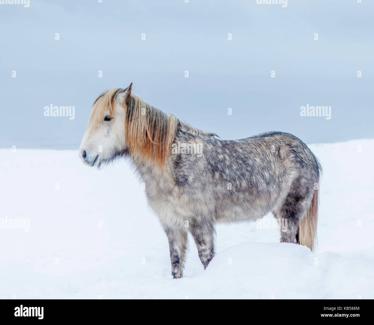 Retrato caballo islandés, Islandia el caballo islandés es una raza desarrollada en Islandia con muchas cualidades únicas. Son de larga vida y resistentes y en su país natal tienen pocas enfermedades; la ley islandesa impide que los caballos sean importados al país y no se permite que los animales exportados regresen. Foto de stock