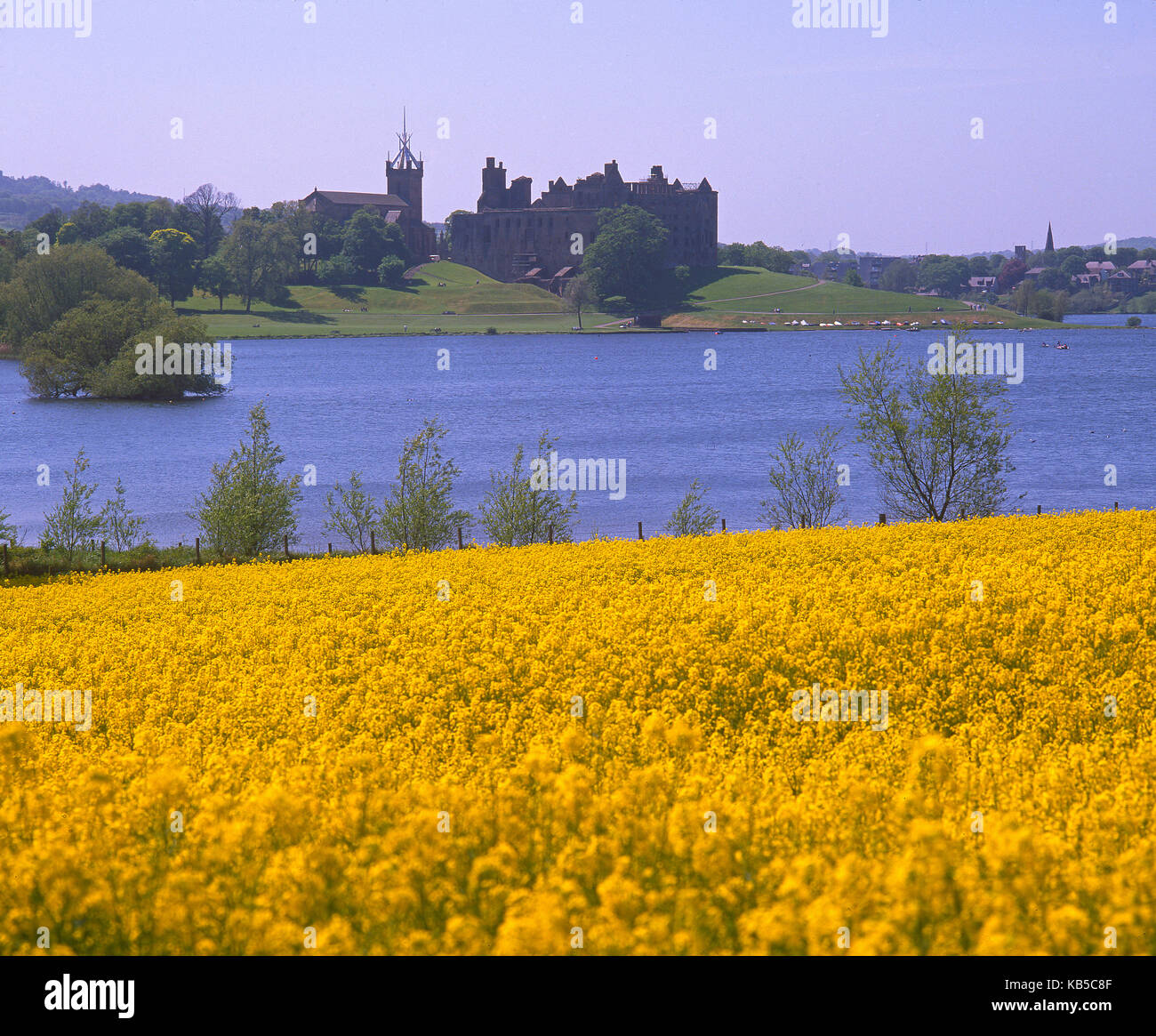 Hermosa vista a través de campos amarillos de colza hacia el Palacio Linlithgow, en Linlithgow loch, West Lothian Foto de stock