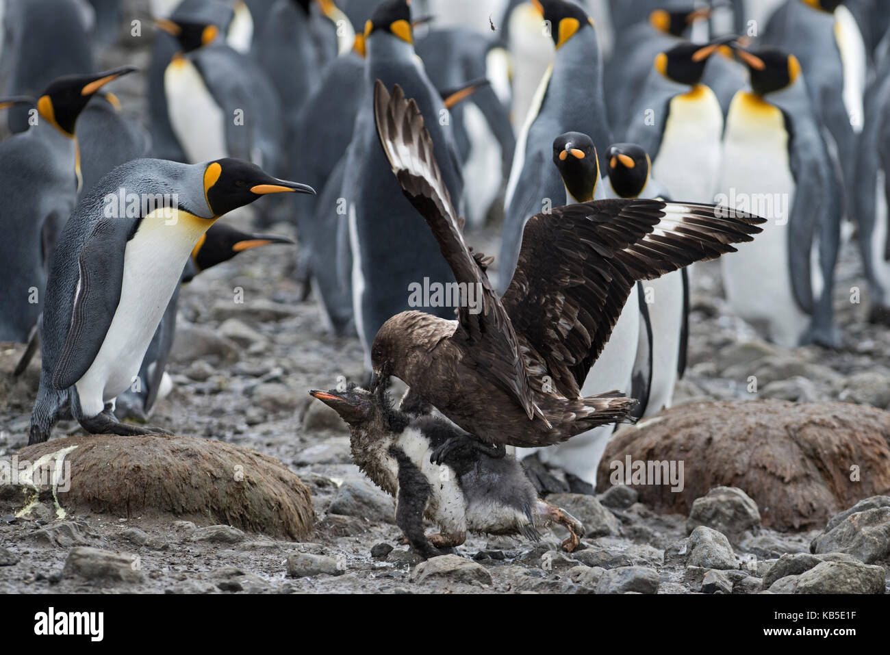 Brown skúas atacan a jóvenes pingüinos Adelie chick, que se alejaron de la colonia de Georgia del Sur Holmestrand Enero Foto de stock