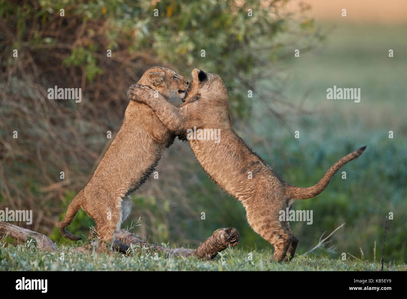 Dos león (Panthera leo) Cachorros jugando, el cráter del Ngorongoro, Tanzania, África oriental, África Foto de stock